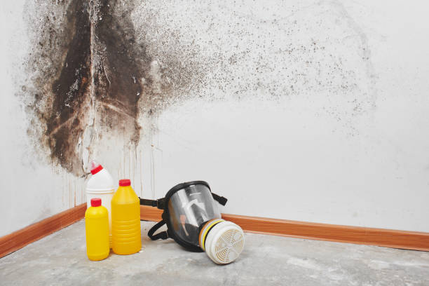 Best Water Damage Restoration  in Wilson, WY