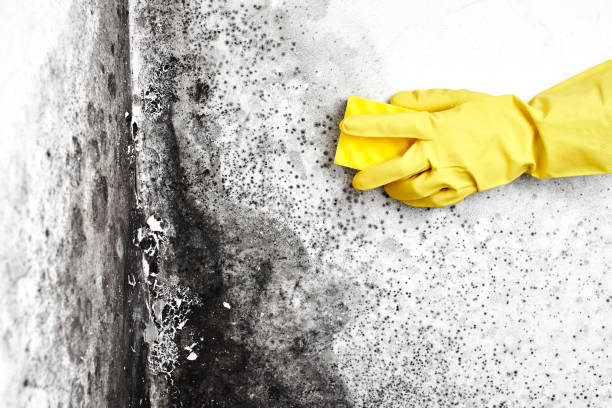 Reliable Wilson, WY Mold Removal Solutions