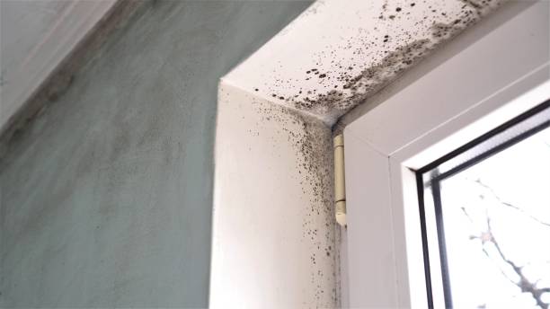 Best Certified Mold Removal  in Wilson, WY