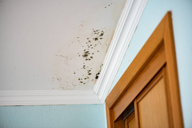 Best Mold Remediation  in Wilson, WY