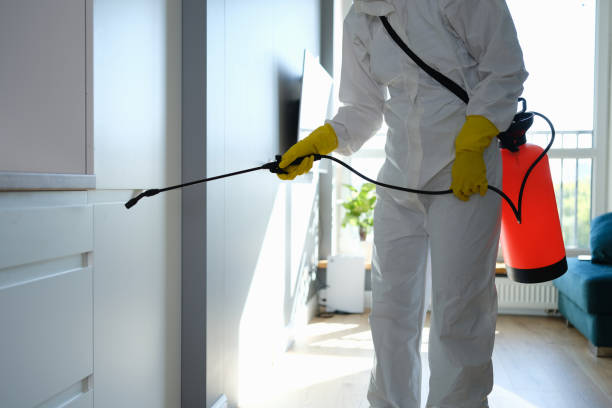 Best Affordable Mold Removal  in Wilson, WY