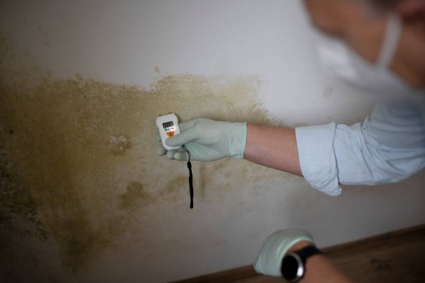 Best Emergency Mold Removal  in Wilson, WY