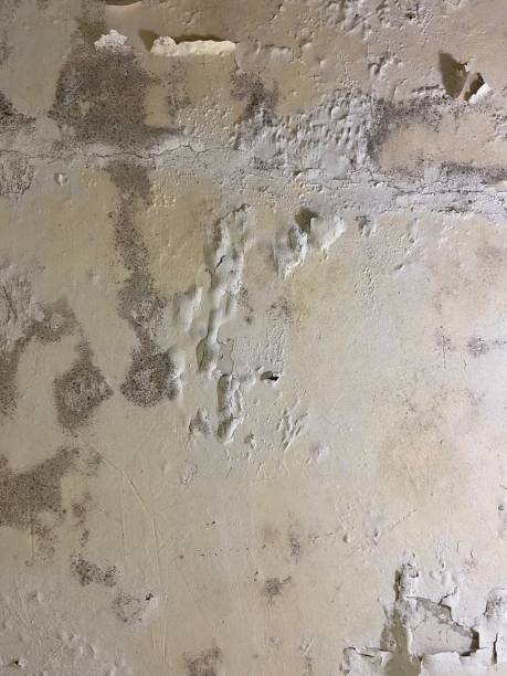Best Water Damage Restoration  in Wilson, WY