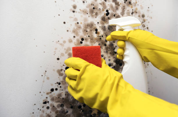 Best Best Mold Removal Companies  in Wilson, WY