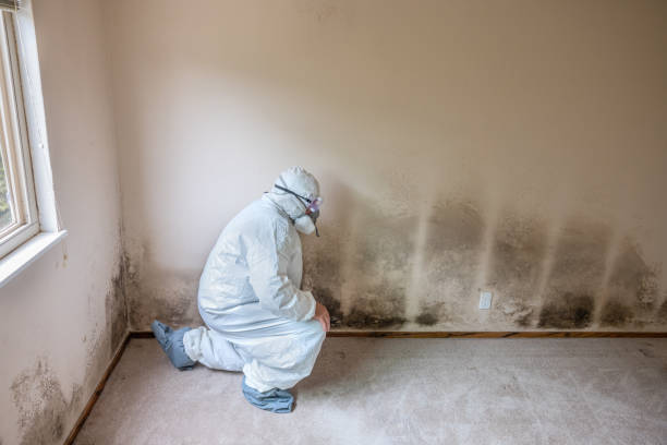 Best Local Mold Removal Service  in Wilson, WY