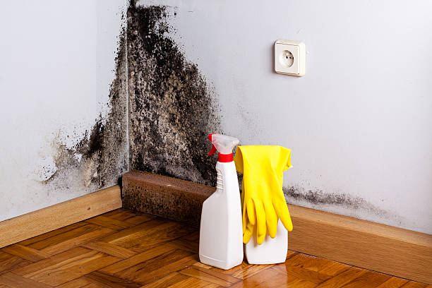 Best Toxic Mold Removal  in Wilson, WY