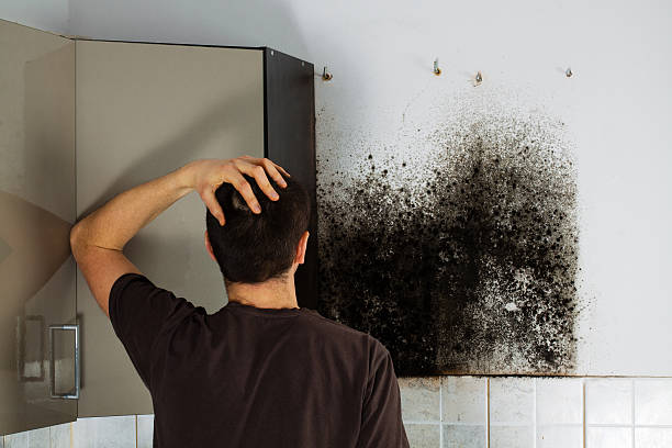 Best Certified Mold Removal  in Wilson, WY
