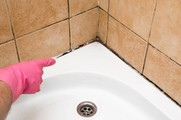 Best Mold Remediation  in Wilson, WY